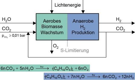 Gesamtprozess der H2-Erzeugung mit Mikroalgen mit integrierter Gastrennung H2/CO2